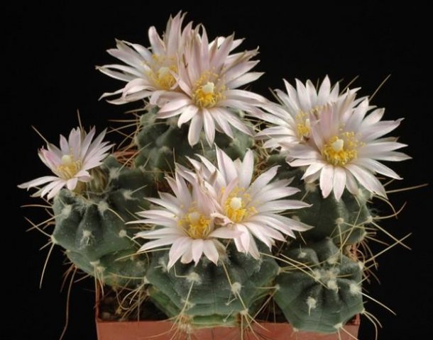Echinocereus_knippelianus_2